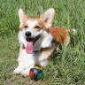 Игрушка NUNBELL для собак Мяч-Светофор повышенной прочности d=7см